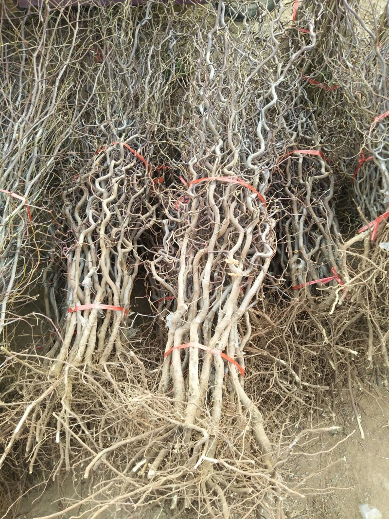 优质龙须枣树苗基地直发包成活品种量大从优只卖放心苗