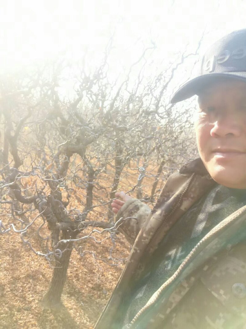 优质龙须枣树苗基地直发包成活品种量大从优只卖放心苗