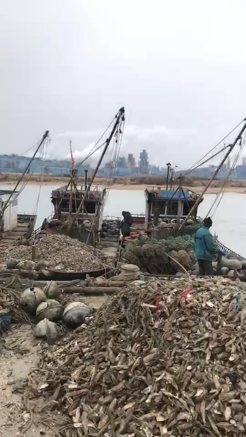 乳山生蚝肥生蚝新鲜美味肥生蚝海蛎子贝类