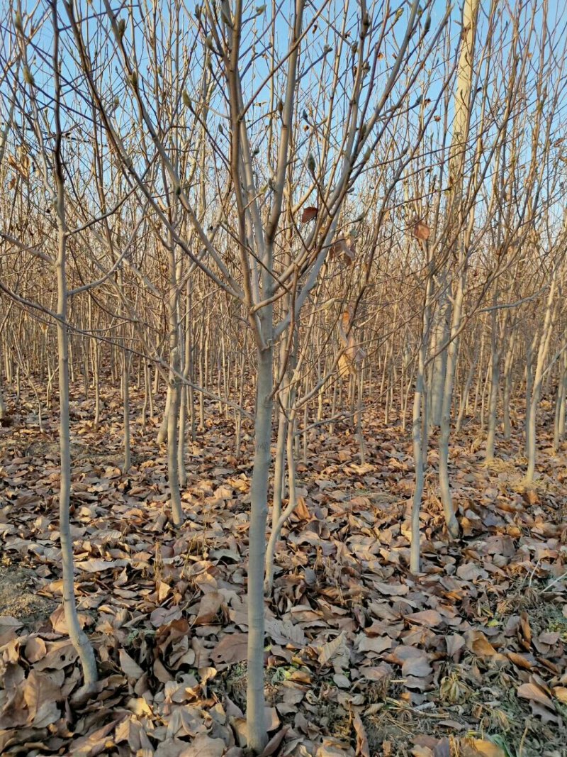 优质玉兰苗玉兰盆景苗当年开花品种齐全基地直发放心苗