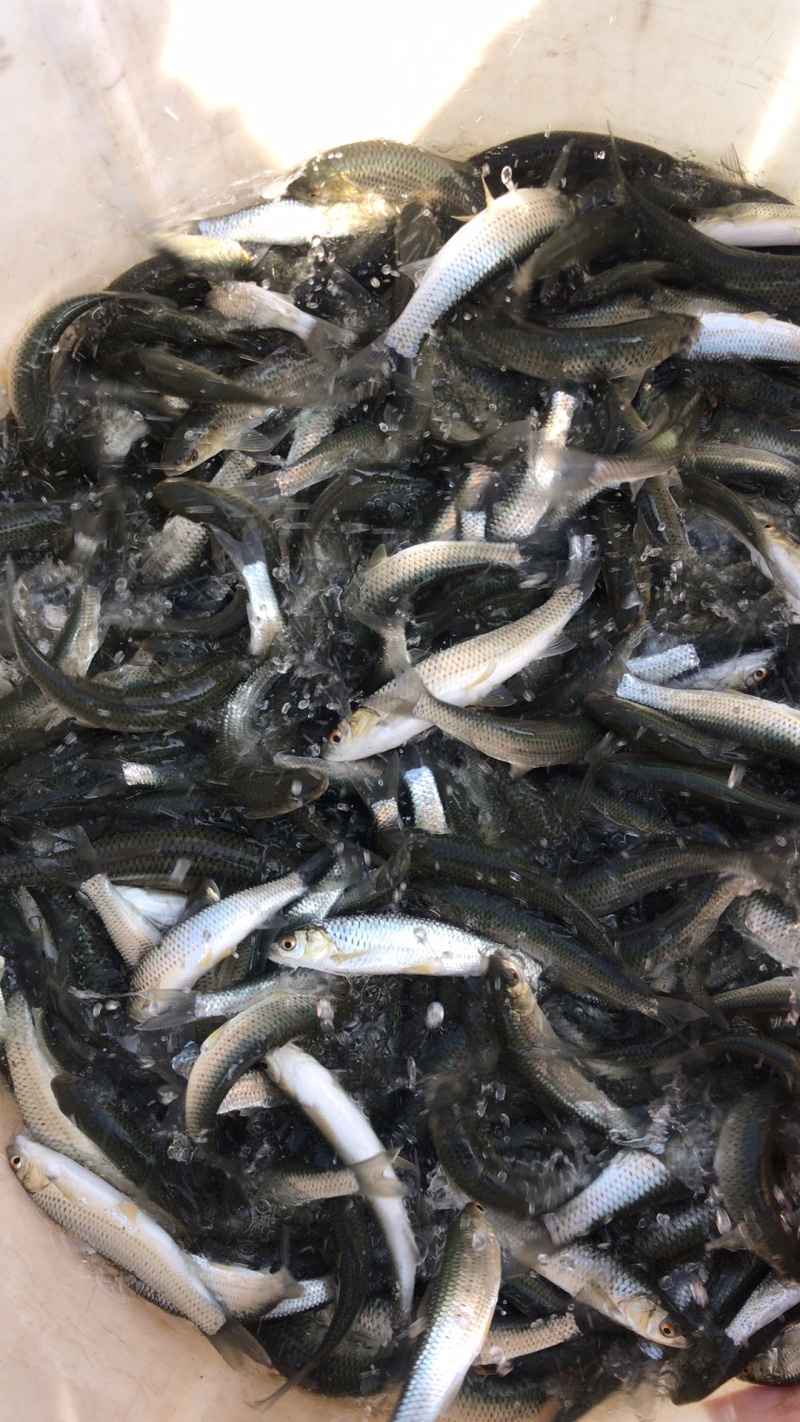 赤眼鳟鱼