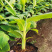 高州抗菌苹果粉蕉苗基地供应