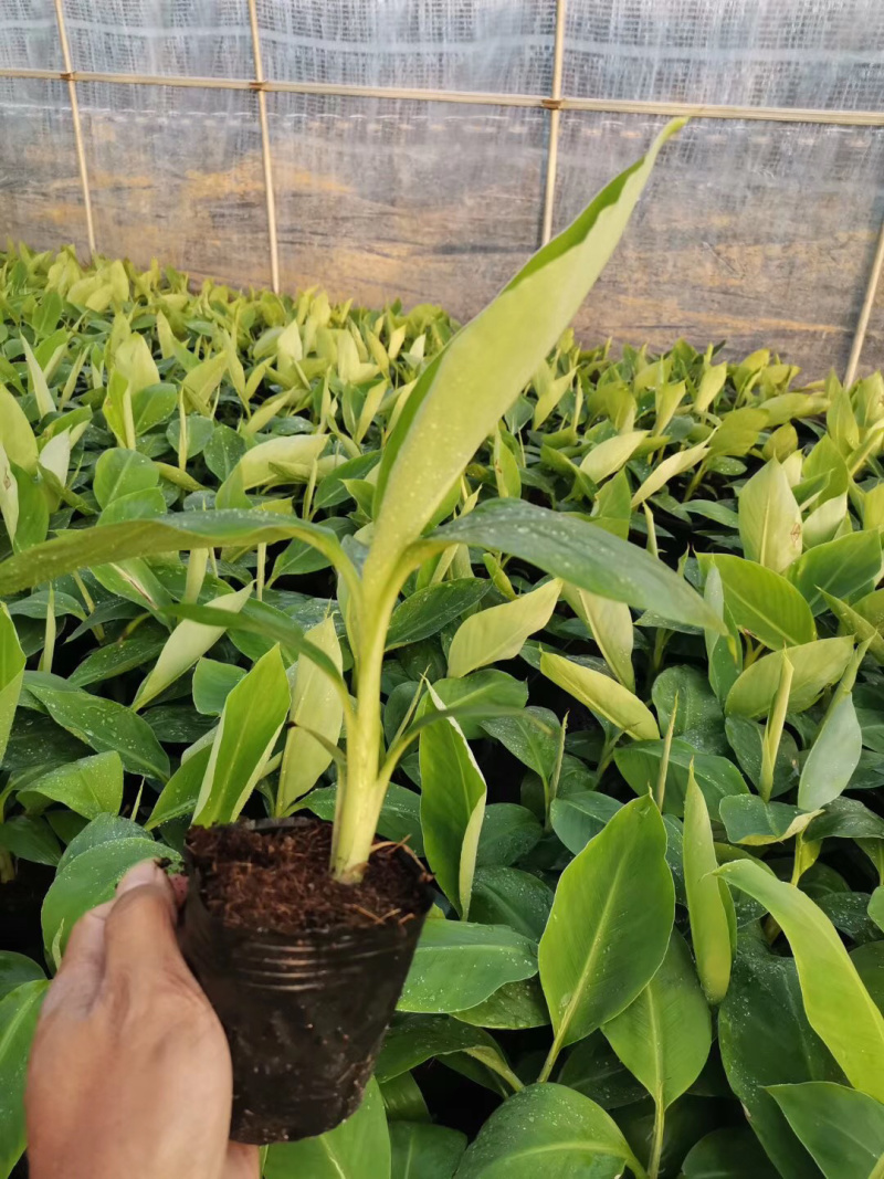 巴西威廉斯香蕉苗香蕉苗
