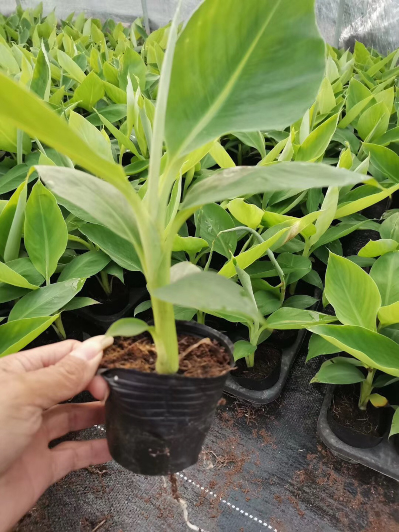 巴西威廉斯香蕉苗香蕉苗