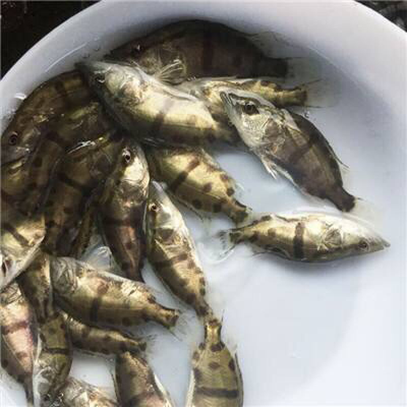 桂花鱼苗批发+鳜鱼苗批发300多亩孵化基地+全国一手源