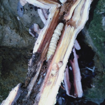 【有好货】野生斗米虫云实树虫鸟不踏虫