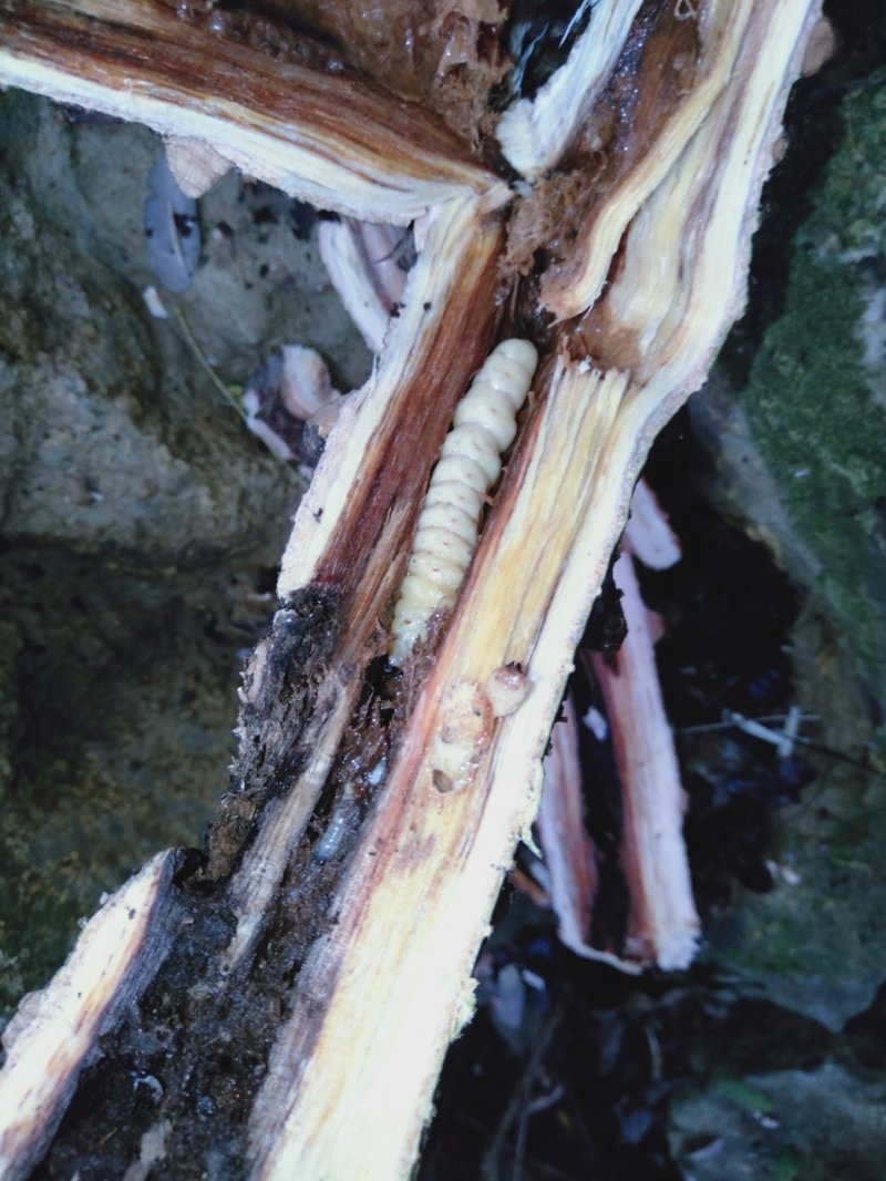 【有好货】野生斗米虫云实树虫鸟不踏虫