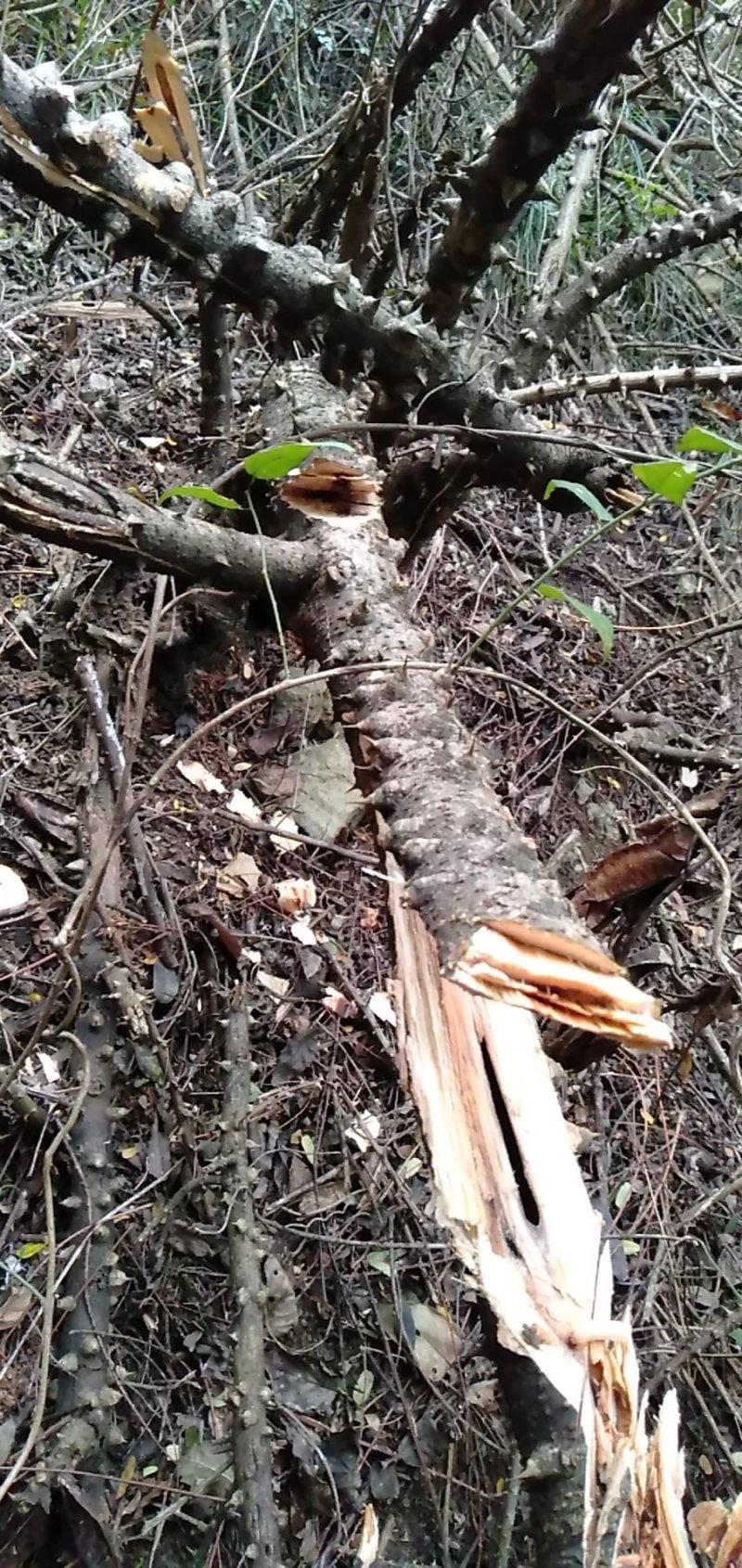 【有好货】野生斗米虫云实树虫鸟不踏虫