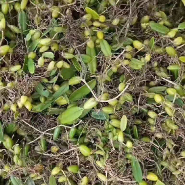 大货供应｛石橄榄｝可批量可零售量大从优【包邮】
