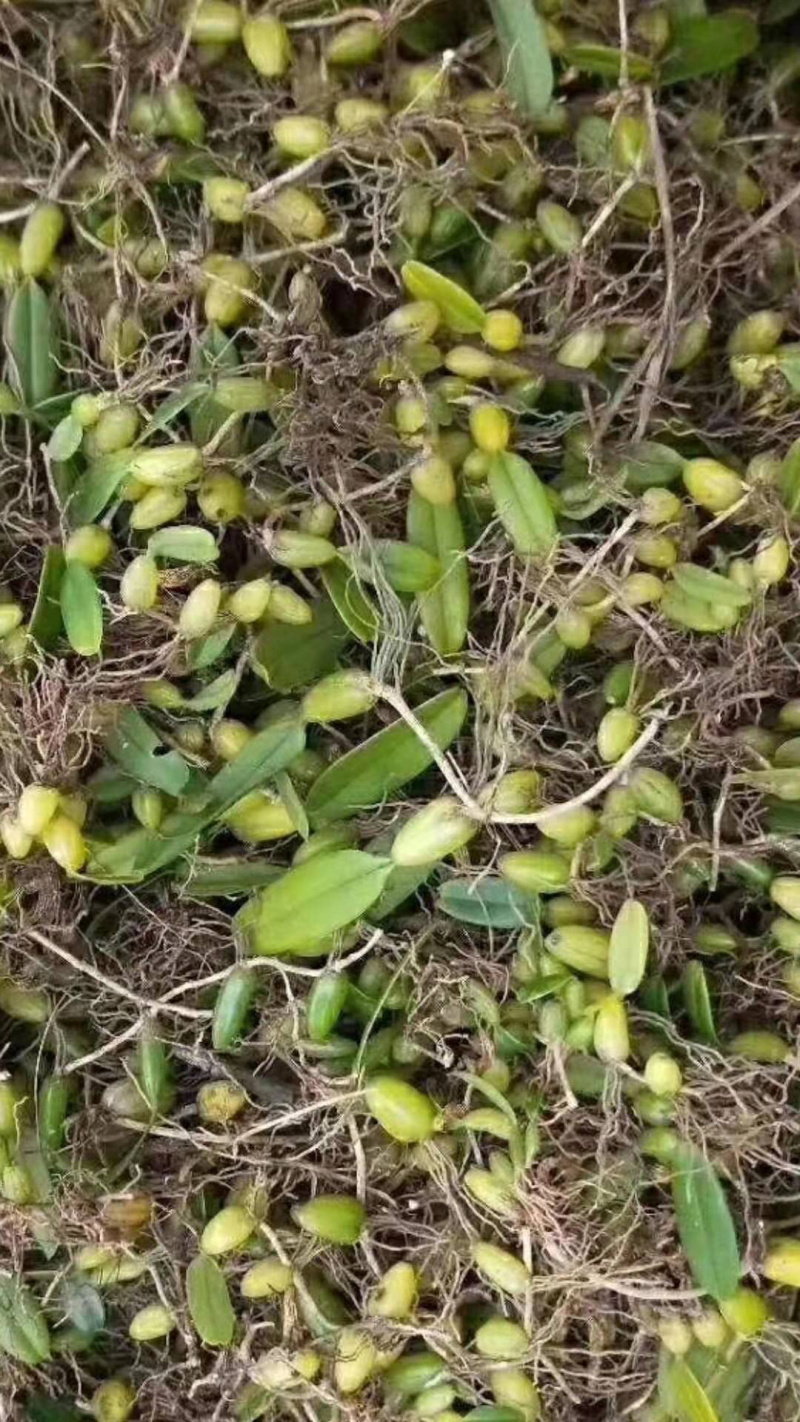 大货供应｛石橄榄｝可批量可零售量大从优【包邮】
