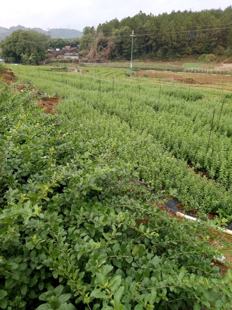 枸杞叶