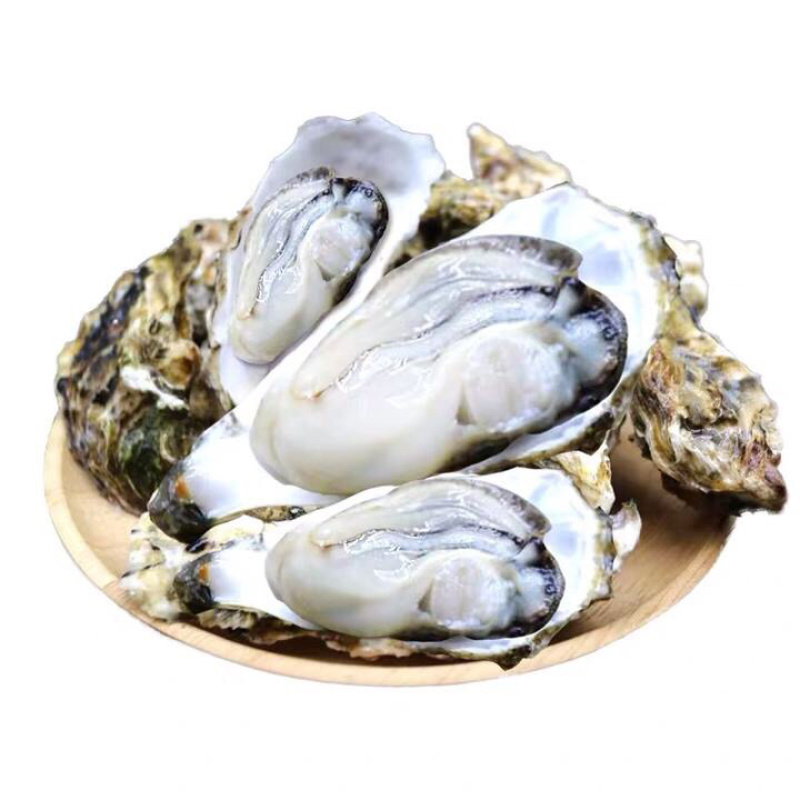 乳山生蚝肥生蚝新鲜美味肥生蚝海蛎子贝类
