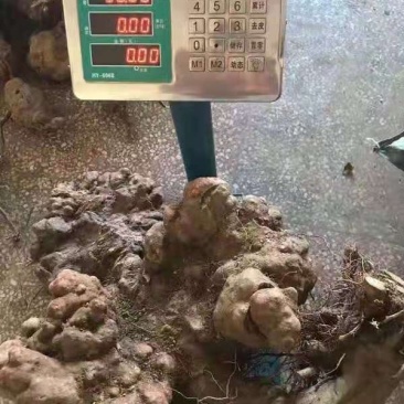野生何首乌，统货，选货，规格齐全，保质保量，全国发货