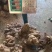 野生何首乌，统货，选货，规格齐全，保质保量，全国发货