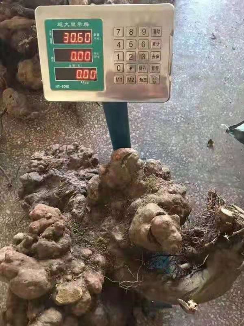 野生何首乌，统货，选货，规格齐全，保质保量，全国发货