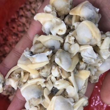 花蚬子肉沙蚬子肉花蚬子肉