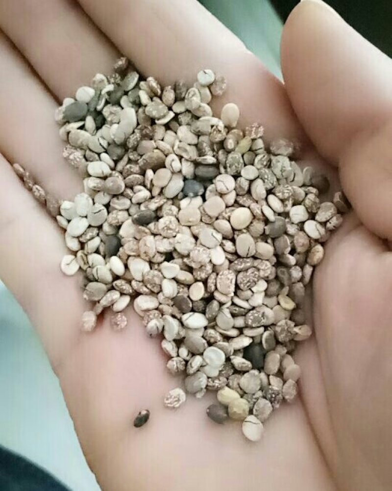 鲁冰花种子，净籽，亩用6-8斤，发芽率98%以上