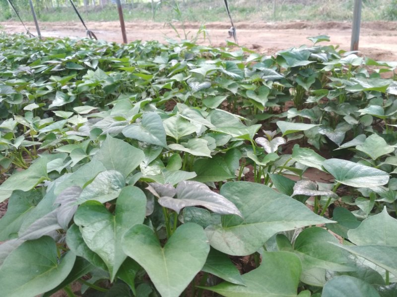 农科院脱毒西瓜红红薯苗，河北种苗，基地，超甜蜜薯