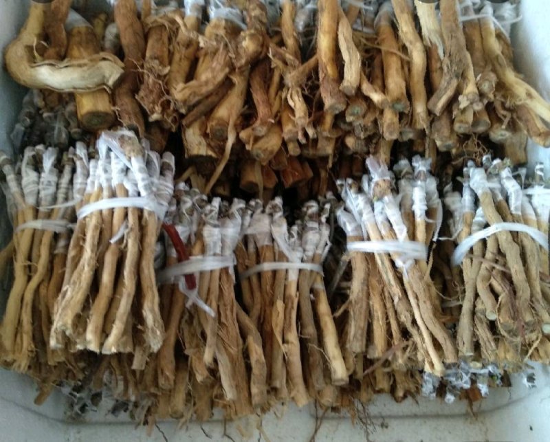 湘蕾金银花嫁接苗