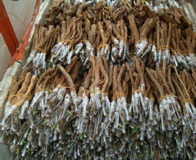 湘蕾金银花嫁接苗
