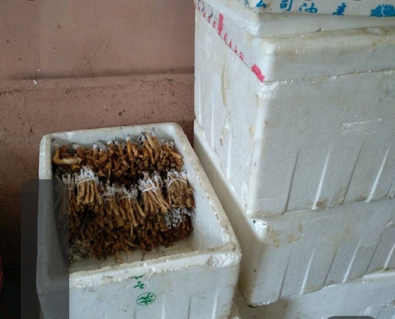 湘蕾金银花嫁接苗