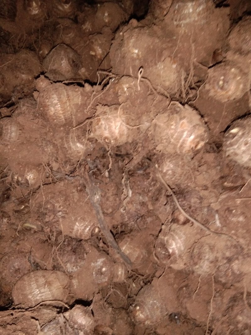 毛芋头价格谁行，8520品种，通货，适合市场加工厂