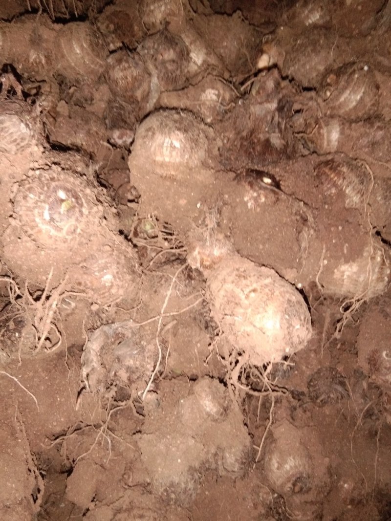 毛芋头价格谁行，8520品种，通货，适合市场加工厂
