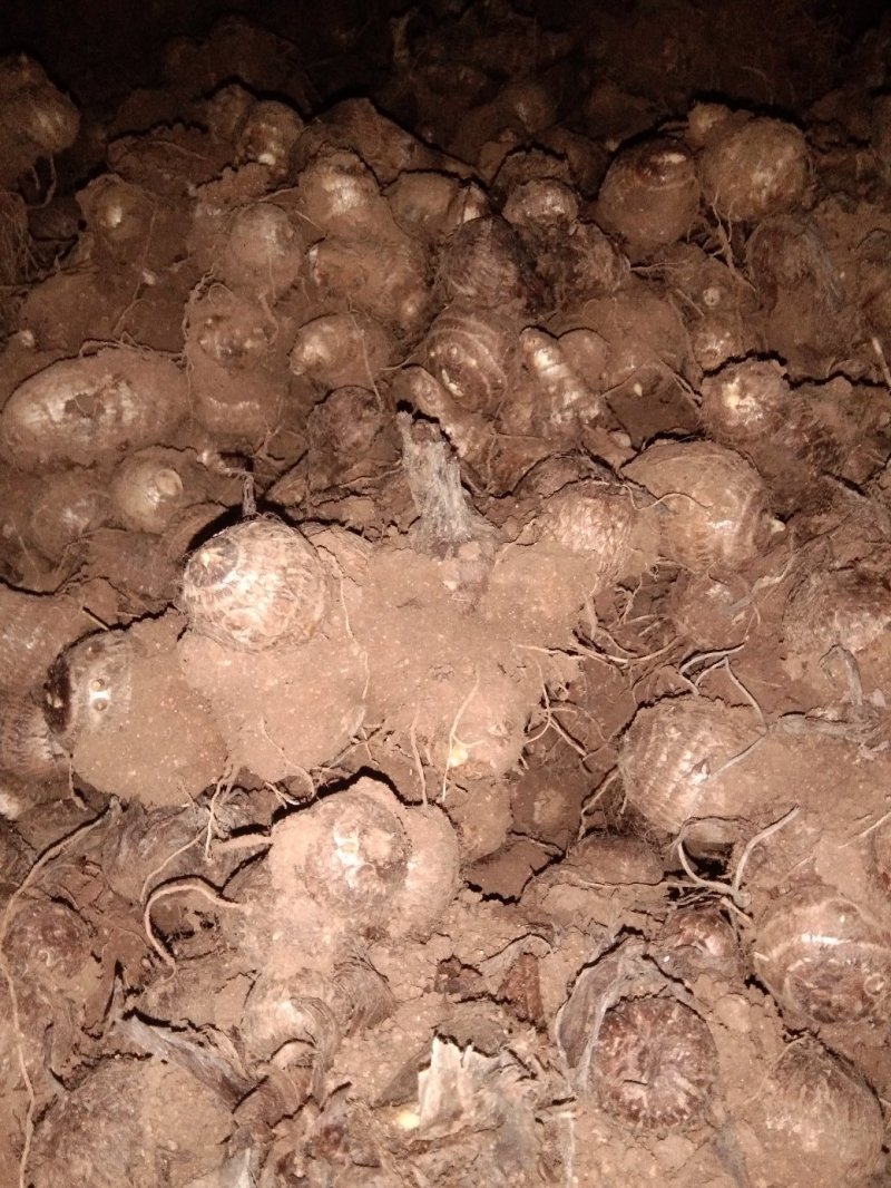 毛芋头价格谁行，8520品种，通货，适合市场加工厂