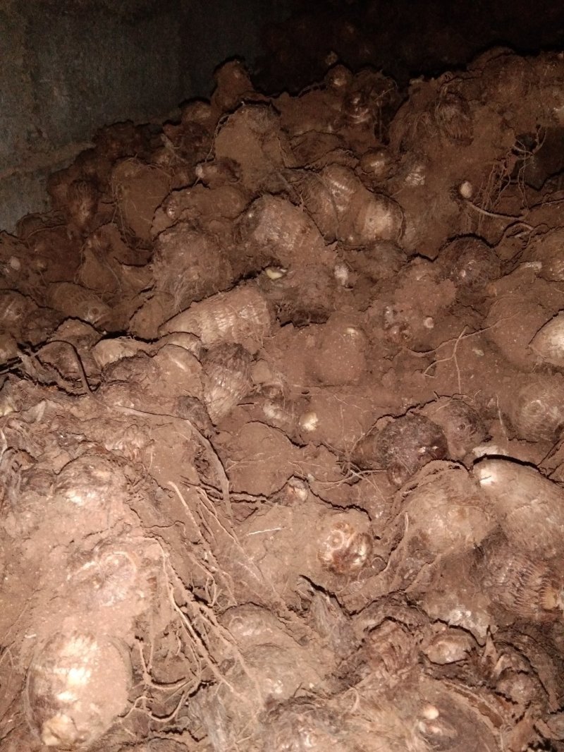 毛芋头价格谁行，8520品种，通货，适合市场加工厂