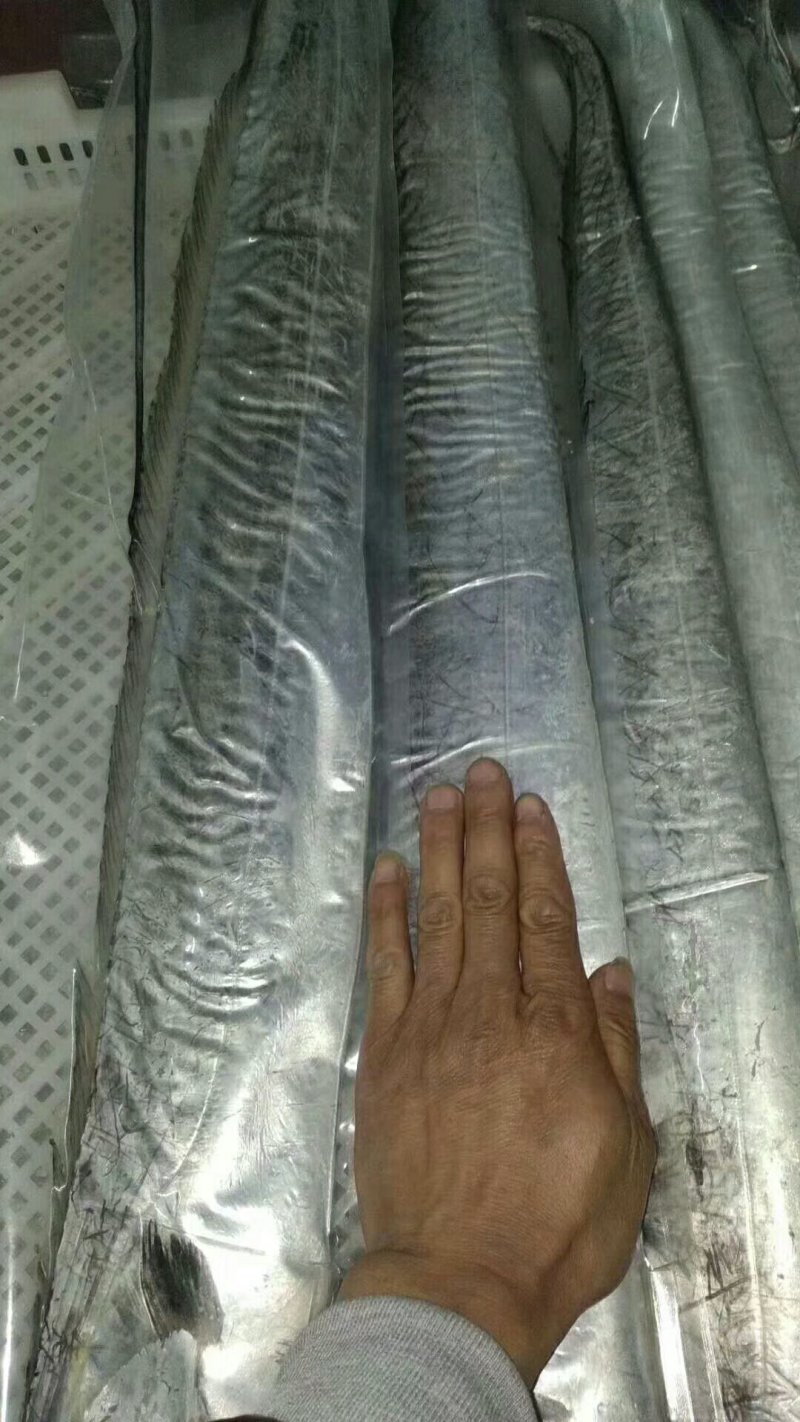 正宗渤海湾纯野生海捕大刀鱼