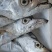 正宗渤海湾纯野生海捕大刀鱼