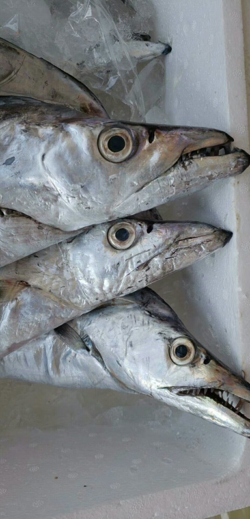 正宗渤海湾纯野生海捕大刀鱼
