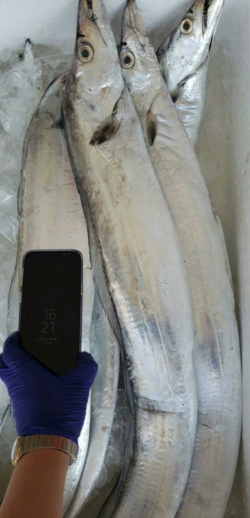 正宗渤海湾纯野生海捕大刀鱼