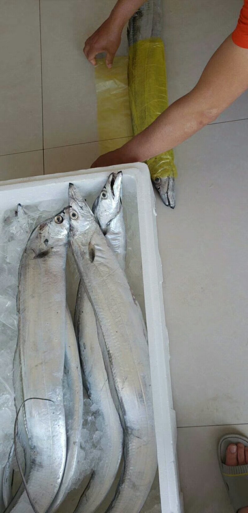 正宗渤海湾纯野生海捕大刀鱼