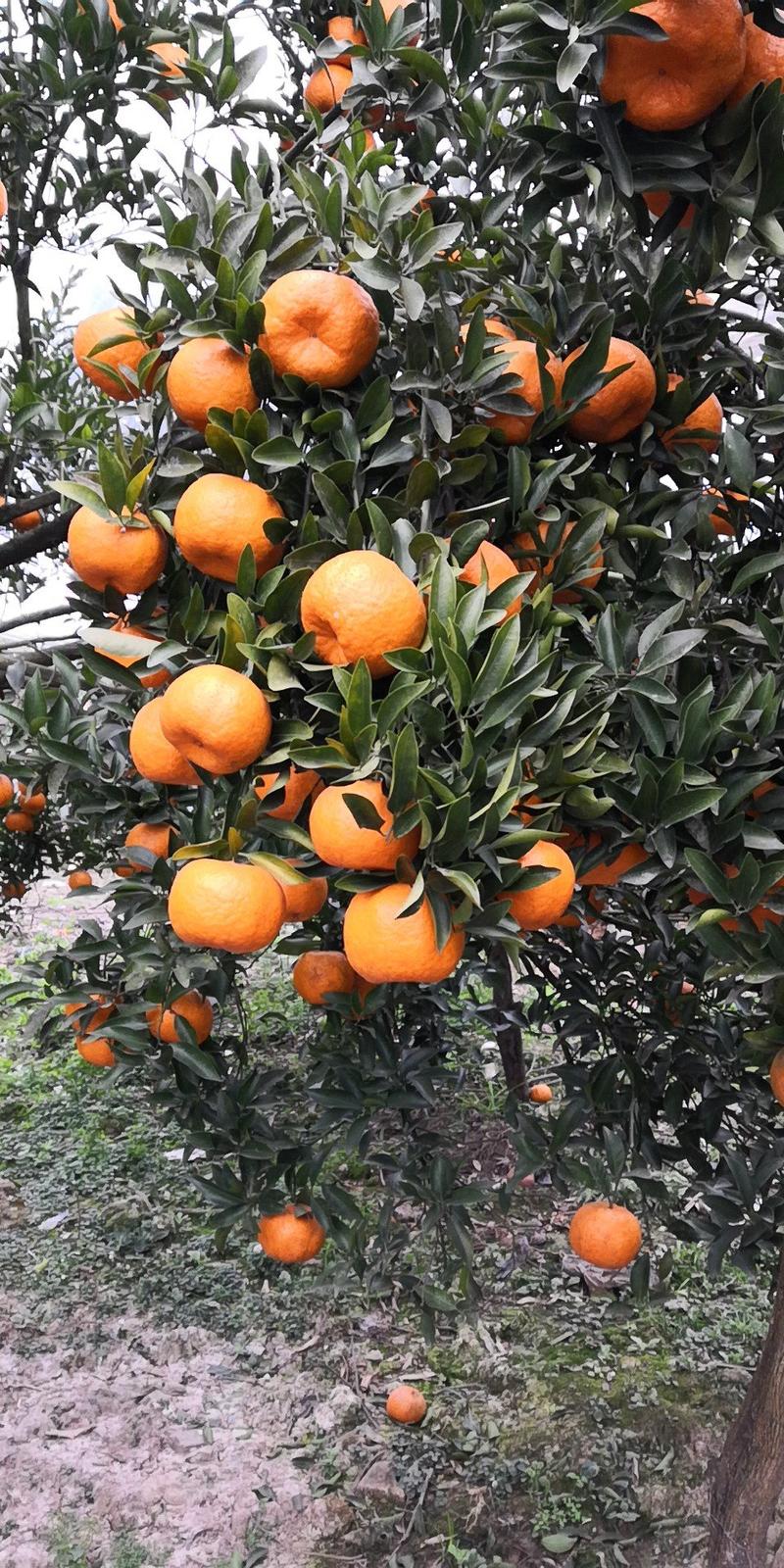 四川椪柑.碰柑.优质四川柑橘大量上市。