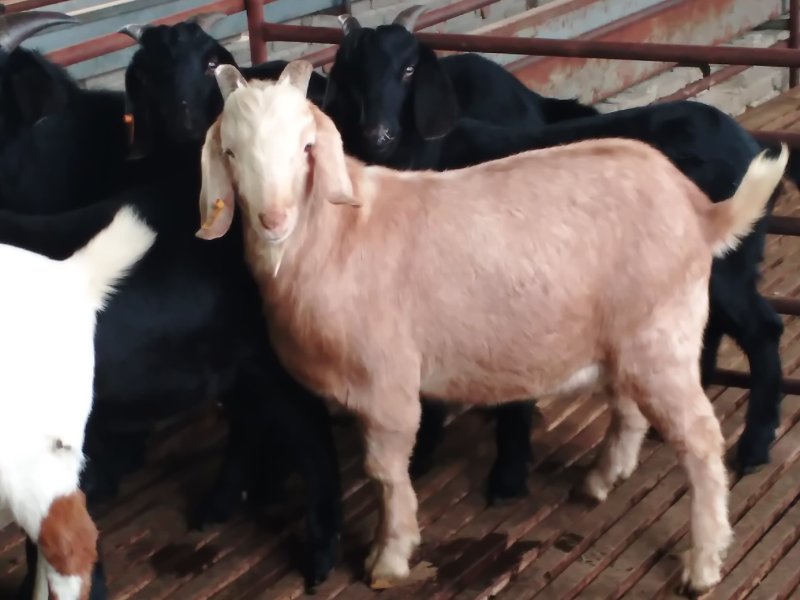 肉羊