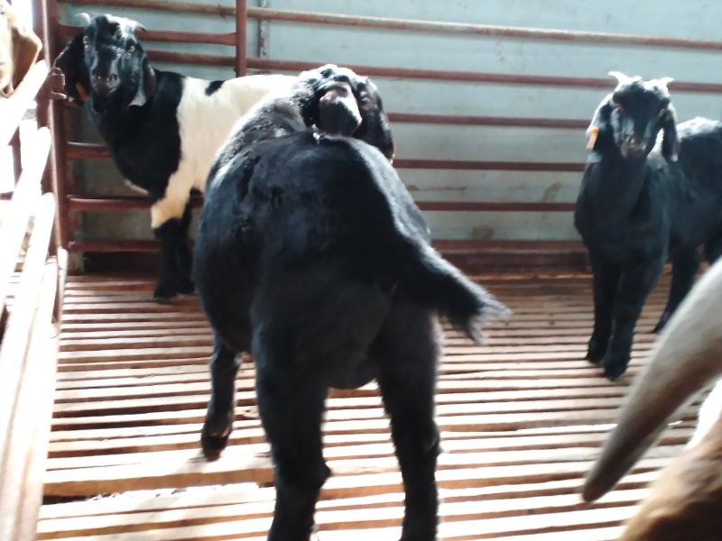 肉羊