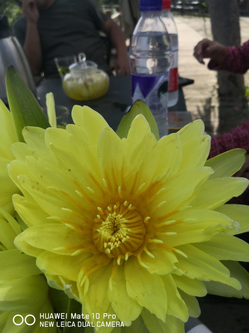九品睡莲鲜花！花色惊艳！九品睡莲鲜花中的精品！天天有货！