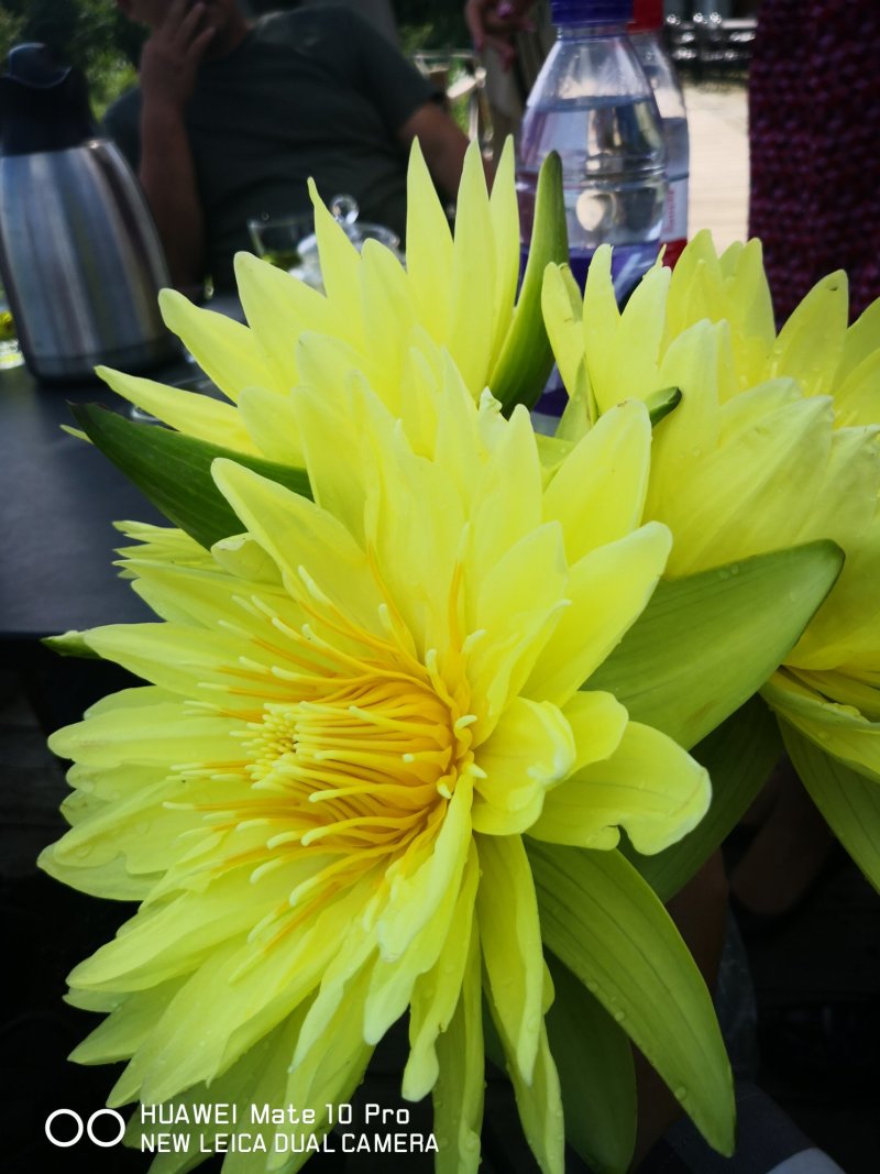 九品睡莲鲜花！花色惊艳！九品睡莲鲜花中的精品！天天有货！