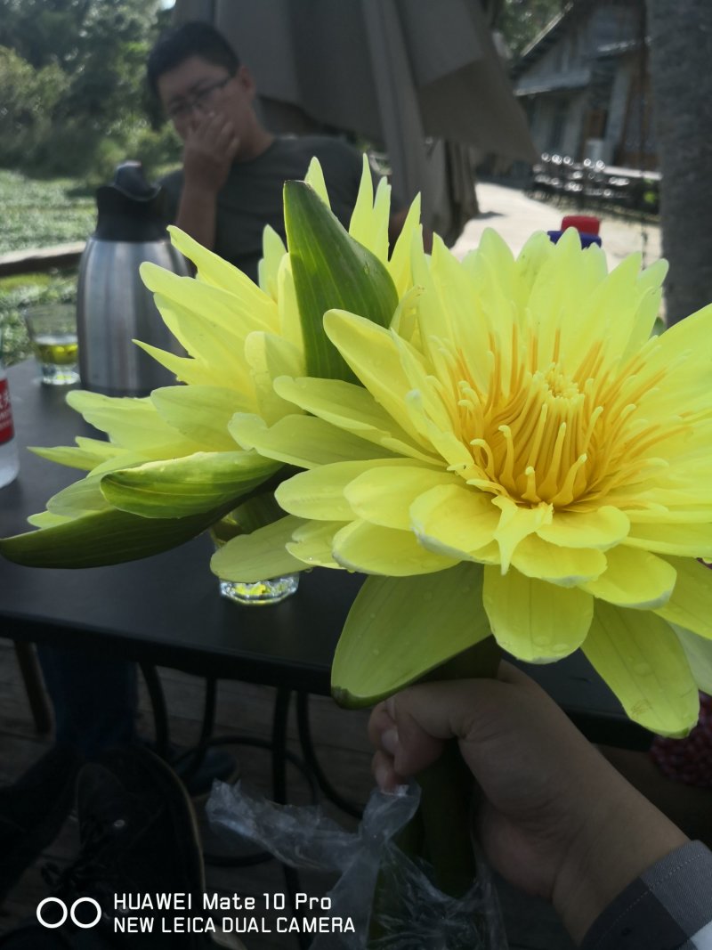 九品睡莲鲜花！花色惊艳！九品睡莲鲜花中的精品！天天有货！