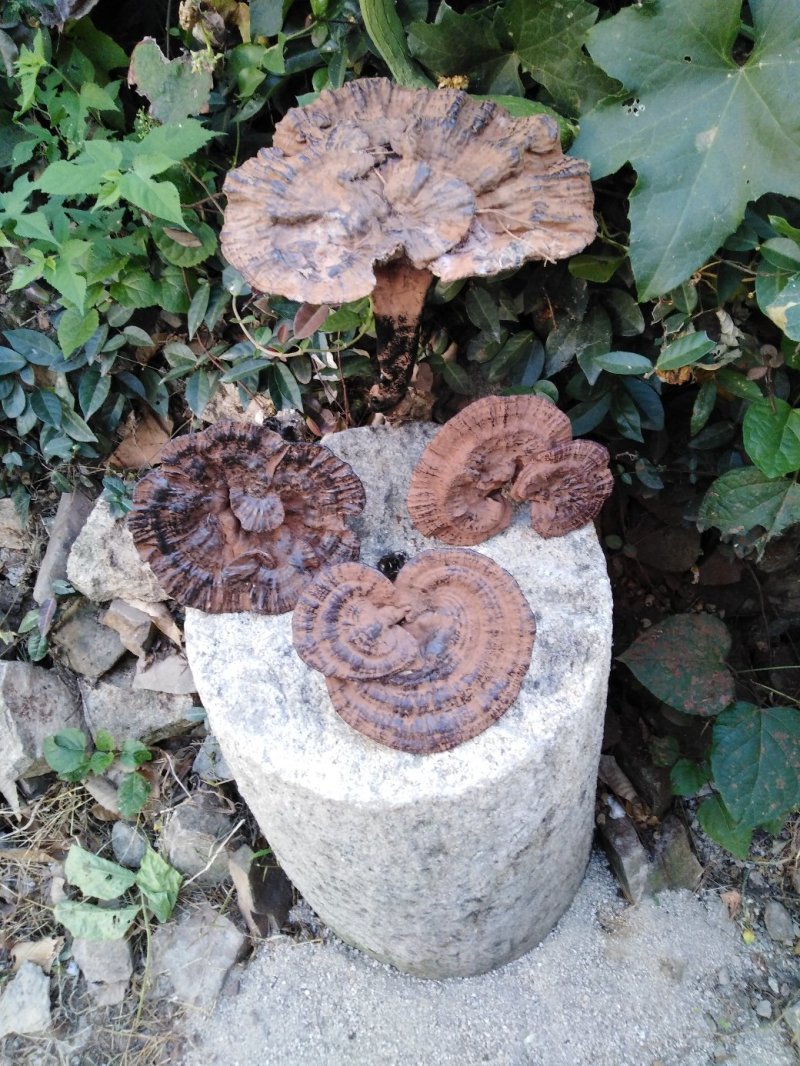 【精准品质】九华山灵芝纯野生紫灵芝山林生长包野生礼品