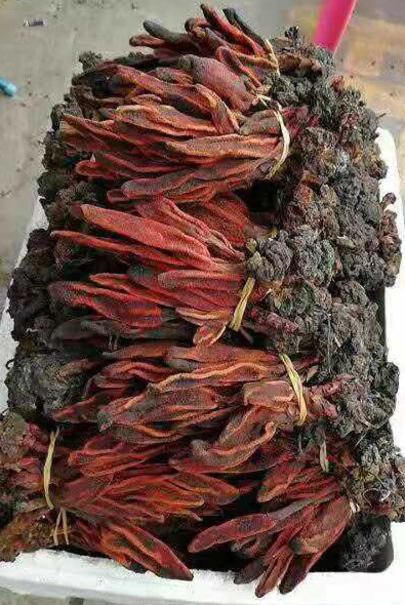 草苁蓉【包邮】三斤起发货可批量可零售量大从优