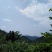 覆盆子掌叶覆盆子高山纯野生覆盆子高含量阳光晾晒