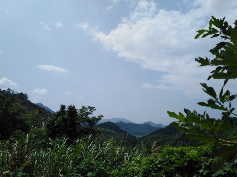 覆盆子掌叶覆盆子高山纯野生覆盆子高含量阳光晾晒