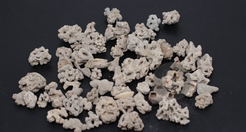 海藻石可打粉专营中药批发品质保证