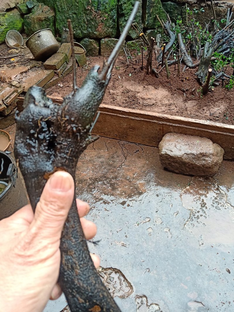 金弹子老桩