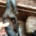 金弹子老桩
