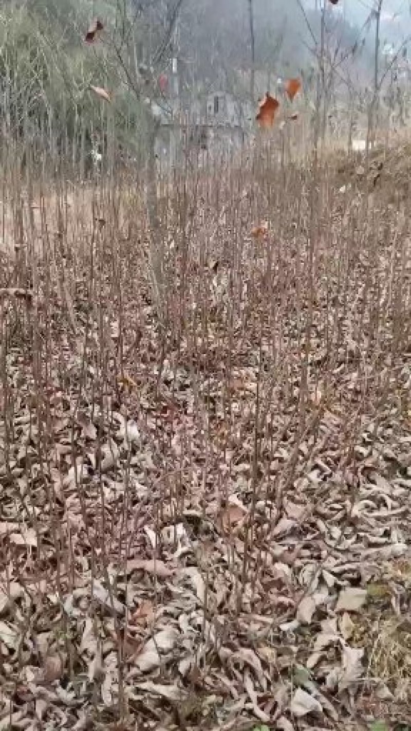 厚朴苗湖北产地直销，欢迎来电厚朴苗湖北产地直销，欢迎来电