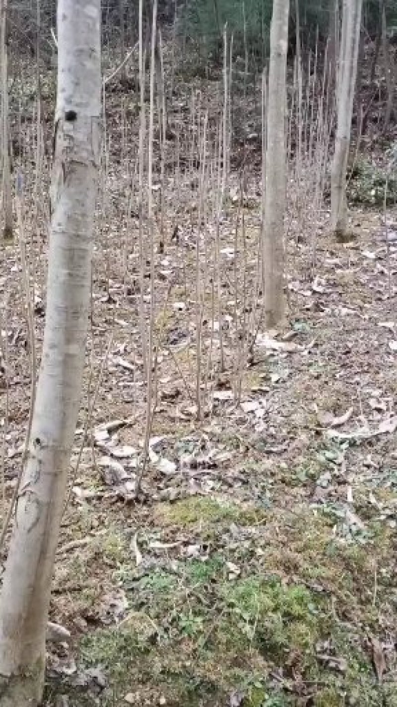 厚朴苗湖北产地直销，欢迎来电厚朴苗湖北产地直销，欢迎来电