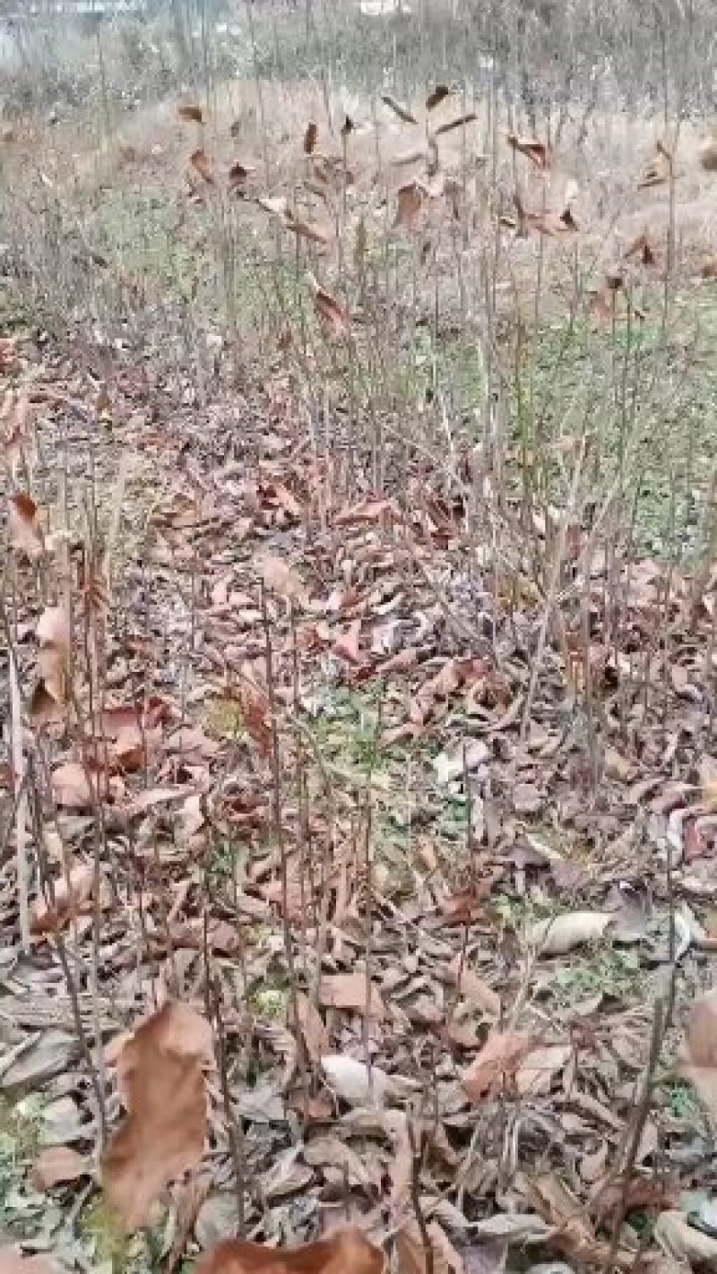 厚朴苗湖北产地直销，欢迎来电厚朴苗湖北产地直销，欢迎来电